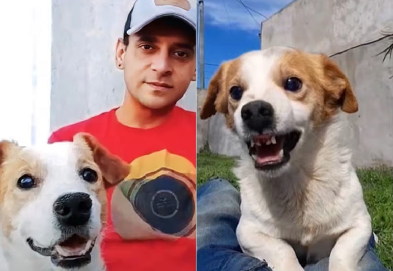 Murió Pancho el perrito malvado viral de Coronel Suárez Café x Medio